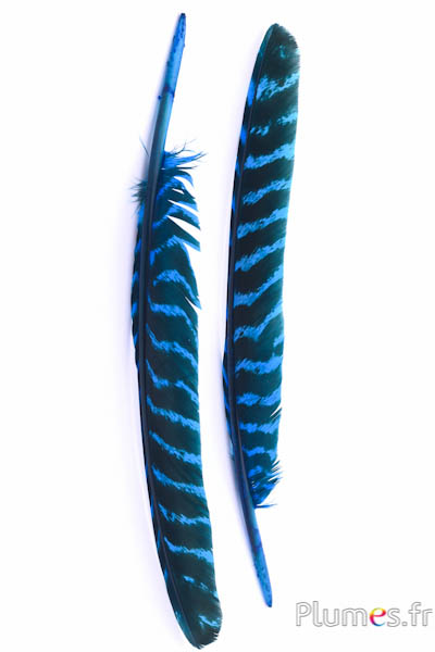 Dindon bronze - 33-38 cm - turquoise-noir 